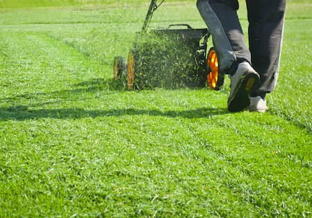 Mowing And Watering: How Much and How Often?